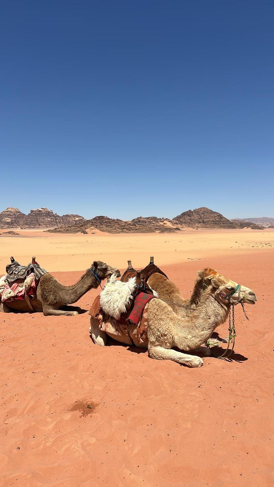 Wadi Rum Nature Экстерьер фото