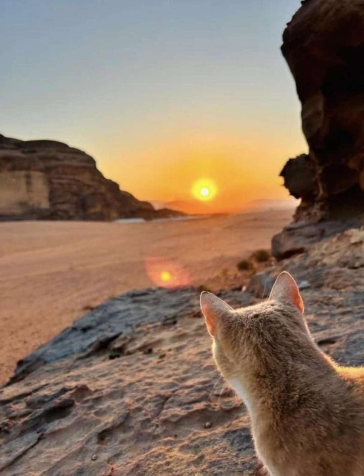 Wadi Rum Nature Экстерьер фото